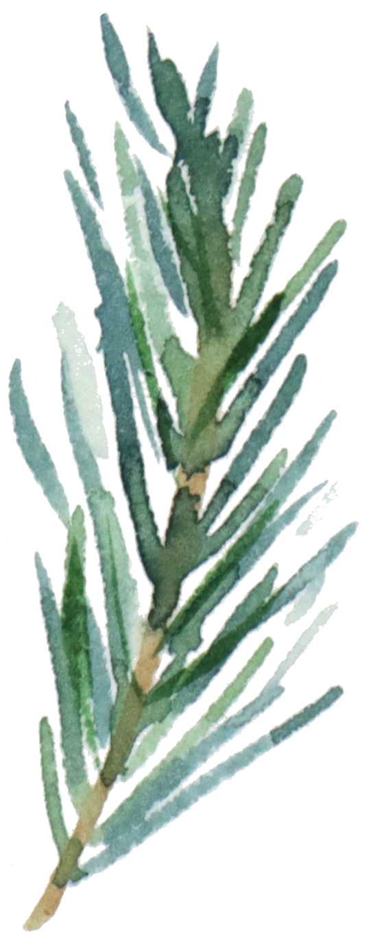 Pine Branch Illustration